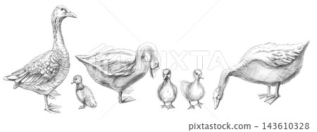 A pencil drawing of geese of various ages. This illustration is suitable for restaurant menus, farms, advertising brochures, product packaging, educational materials, greeting cards, and nature blogs. A pencil drawing of geese of various ages. This illustration is suitable for restaurant menus, farms, advertising brochures, product packaging, educational materials, greeting cards, and nature blogs. 143610328
