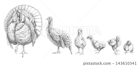 A pencil drawing of turkeys and chicks. This illustration is suitable for farms, veterinary clinics, educational materials, restaurant menus, themed greeting cards, children's books, food advertising. 143610341