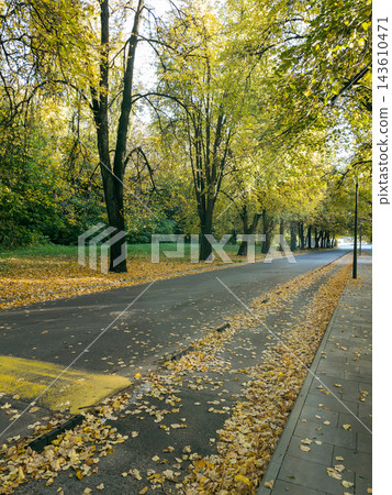 Asphalt road covered with golden autumn linden leaves in sunny park Asphalt road covered with golden autumn linden leaves in sunny park 143610471