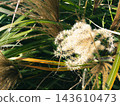 Close up of fluffy silver grass plume blooming in outdoor garden 143610473