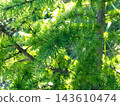 Close up of vibrant green european larch branches in sunny outdoor garden 143610474