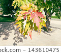 Colorful autumn maple leaves changing color on branch in sunny park 143610475