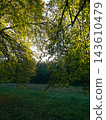 Golden linden tree foliage framing green meadow in autumn park 143610479