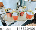 Small potted succulent plants on metal tray in plant nursery 143610480