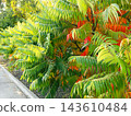 Staghorn sumac shrub displaying vivid autumn foliage in city park 143610484