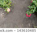 Top view of blooming rose bushes in fertile soil with copy space 143610485