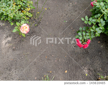 Top view of blooming rose bushes in fertile soil with copy space Top view of blooming rose bushes in fertile soil with copy space 143610485