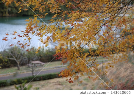 在平靜的水面和公園景色的背景下,楓樹纖細的枝條緩緩舒緩展開來,呈現出黃色和深紅色的色調。 在平靜的水面和公園景色的背景下,楓樹纖細的枝條緩緩舒緩展開來,呈現出黃色和深紅色的色調。 143610605
