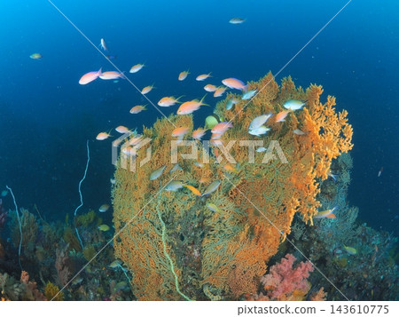 深藍色的海洋,巨大的橙色珊瑚和成群的熱帶魚:潛水時看到的水下景象。 深藍色的海洋,巨大的橙色珊瑚和成群的熱帶魚:潛水時看到的水下景象。 143610775