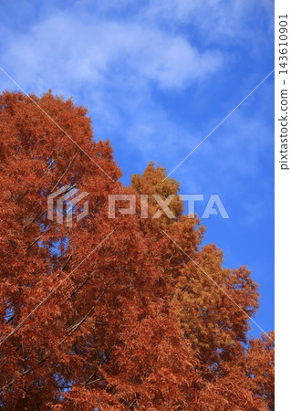 在晴朗的秋日,一棵鮮豔的磚紅色水杉樹高聳入雲,與清爽的藍天白雲形成鮮明對比。 在晴朗的秋日,一棵鮮豔的磚紅色水杉樹高聳入雲,與清爽的藍天白雲形成鮮明對比。 143610901