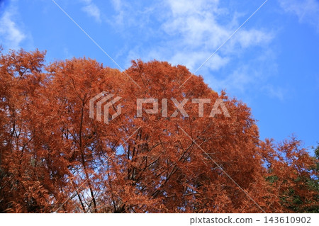 秋天的天空白雲繚繞,磚紅色的水杉樹在地平線上綿延起伏,氣勢磅礴。 秋天的天空白雲繚繞,磚紅色的水杉樹在地平線上綿延起伏,氣勢磅礴。 143610902