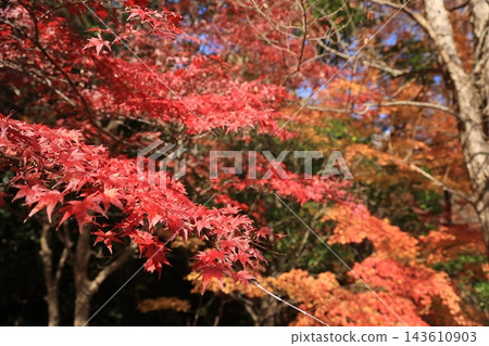 秋日景色,前景中色彩鮮豔的深紅色楓葉與金色的背景完美融合。 秋日景色,前景中色彩鮮豔的深紅色楓葉與金色的背景完美融合。 143610903