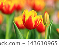 Beautiful tulips (Western lotus, dry lotus, grass musk, tulip, purple incense) 143610965