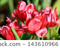 Beautiful tulips (Western lotus, dry lotus, grass musk, tulip, purple incense) 143610966