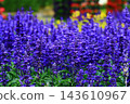 Rattail grass, Powdered calyx rattail grass, Shuyohiroi grass, Indigo flower rattail grass, Ikushipurasaki 143610967