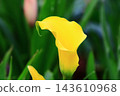 Colored yam, horseshoe lotus, calla lily, water potato, fossil bract, wild potato, scented potato, sea potato lily, charity flower 143610968