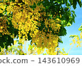 Beautiful Abo Leu (Golden Rain, Golden Flower, Basi pod, Brahmen pod, long fruit tree, ox horn tree, lentil bean) flower, blue sky background 143610969