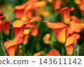 Colored yam, horseshoe lotus, calla lily, water potato, fossil bract, wild potato, scented potato, sea potato lily, charity flower 143611142