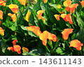 Colored yam, horseshoe lotus, calla lily, water potato, fossil bract, wild potato, scented potato, sea potato lily, charity flower 143611143