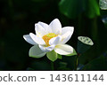 unleashed load flower, lotus flower, rose flower 143611144