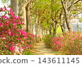 Free-flowing Eucalyptus flowers (Yingshanhong, Mountainstone, Mountainstack, Hochunhua, Qingminghua) and Yudao 143611145