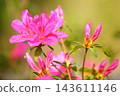 Released Moriflora (Yingshanhong, Mountainstone, Mountainstack, Hoshunhana, Qingminghana) 143611146