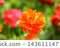 Land lotus, hairy daisies, flowery peony, hashi peony, small peony, serina flower, southern peony, western peony 143611147