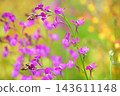Zhuge cabbage, February blue, February orchid, Purple gold grass 143611148