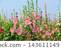 Released Shu Aoi, Ichijo Beni, Mature Flower, Hemp Rod Flower, Ebisu Aoi, Wu Aoi, Eizoku Aoi, Ko Aoi 143611149