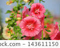 Released Shu Aoi, Ichijo Beni, Mature Flower, Hemp Rod Flower, Ebisu Aoi, Wu Aoi, Eizoku Aoi, Ko Aoi 143611150