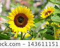 Sunflowers (sunflowers, sunflowers, sunflowers, morning sunflowers, sunflowers, sunflowers, sunflowers, sunflowers, white sunflowers, tenaiko, isjo chrysanthemums 143611151