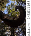 The curved trees in the forest 143611168