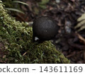 Black dust mushroom 143611169
