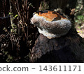 Mushroom Tears 143611171