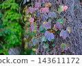 Ivy wrapping around a tree 143611172