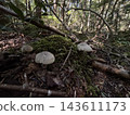 White mushrooms in the mountains 143611173