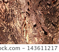 Close up view of weathered tree trunk showing organic wood patterns. Detailed macro shot of natural bark layers with earthy brown colors. 143611217