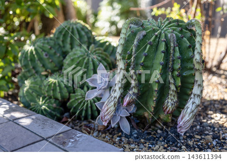 花園裡成簇生長著圓潤的綠色仙人掌和多肉植物。 143611394