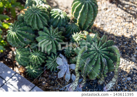 花園裡成簇生長著圓潤的綠色仙人掌和多肉植物。 花園裡成簇生長著圓潤的綠色仙人掌和多肉植物。 143611395