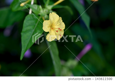 Oshkei花 143611500