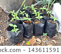 Small green chili pepper plant seedlings growing in black plastic bags outdoors. 143611591