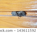 A mud dauber wasp building its nest on a wooden surface in close-up detail. 143611592