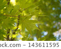 Summer maple leaves (close-up) 143611595