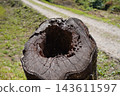 Stump hole 143611597