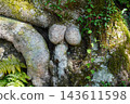 Strangely shaped tree roots 143611598