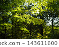 Blue maple leaves with light shining through them 2 143611600