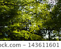 Blue maple leaves, translucent with light 143611601