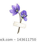 Purple flower, hepatica (liverwort) with decorative washi tape, hand-painted watercolor botanical illustration isolated on white. Good for scrapbooking, stationery, cards and creative projects 143611750