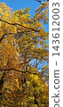 beautiful autumn tree in park 143612003
