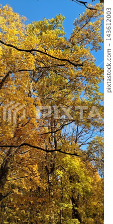 beautiful autumn tree in park 143612003